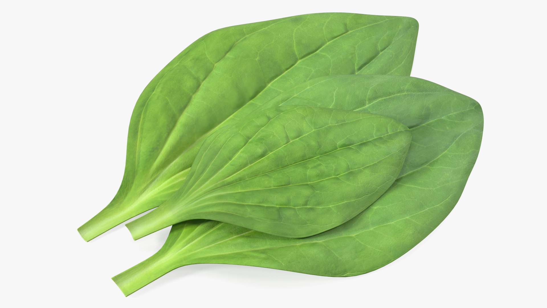 Realistic Plantain Plant Leaves 3D model preview