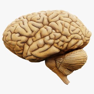 Human Brain 3D model