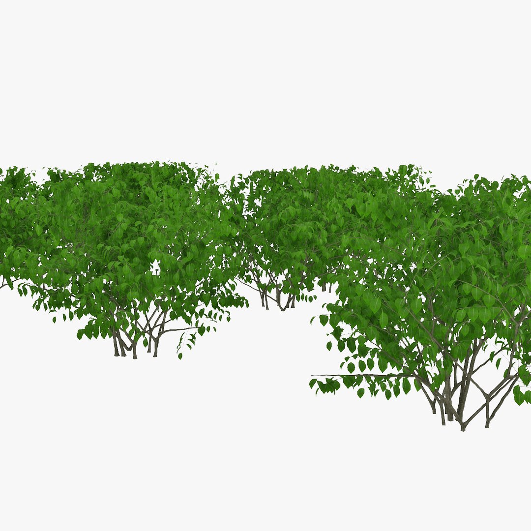 Hedgerow Hedge Plant 3D Model - TurboSquid 1505709