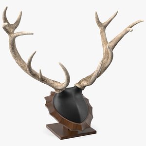 Red Deer Stag Antlers on a Pedestal