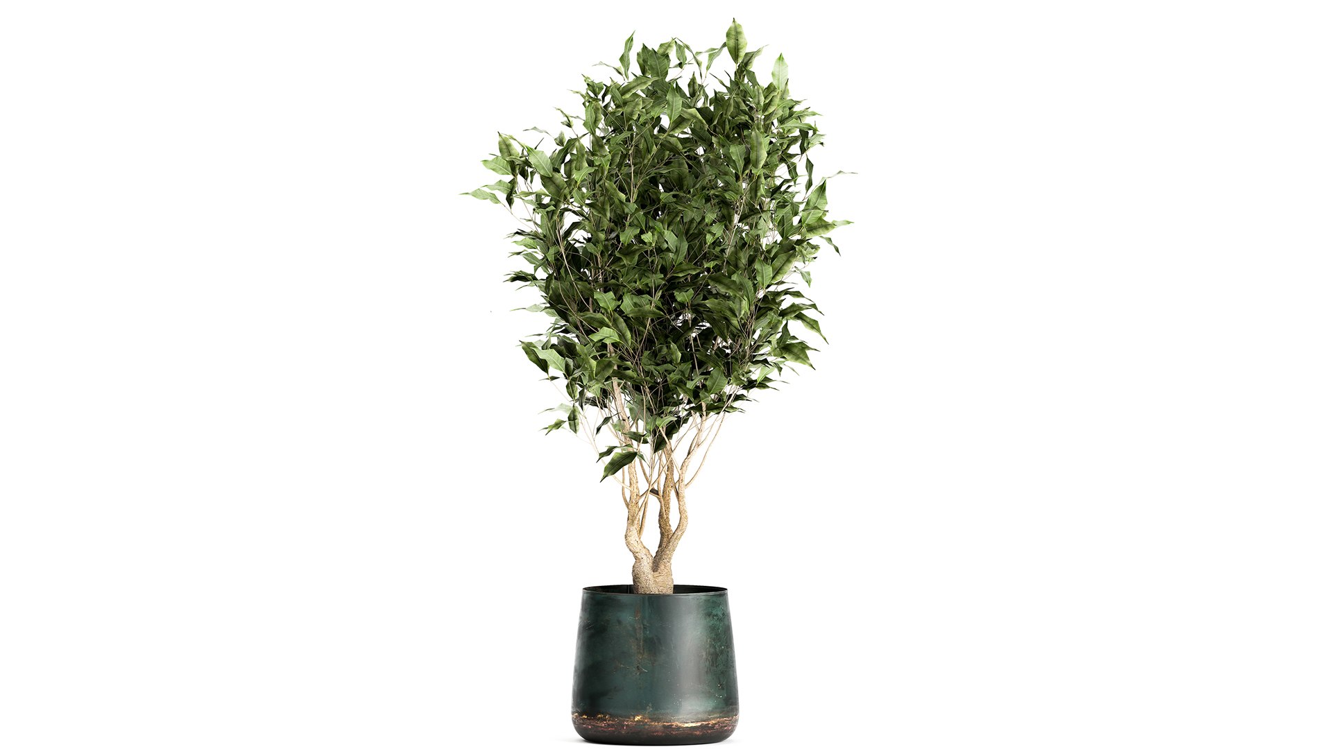 Houseplants in a flowerpot for the interior 949 model https://p.turbosquid.com/ts-thumb/Yr/sjyLkw/KJ/1plants2804202105/jpg/1619694966/1920x1080/fit_q87/10e7f865bcaec85db29d6874347912d69f3ff43e/1plants2804202105.jpg