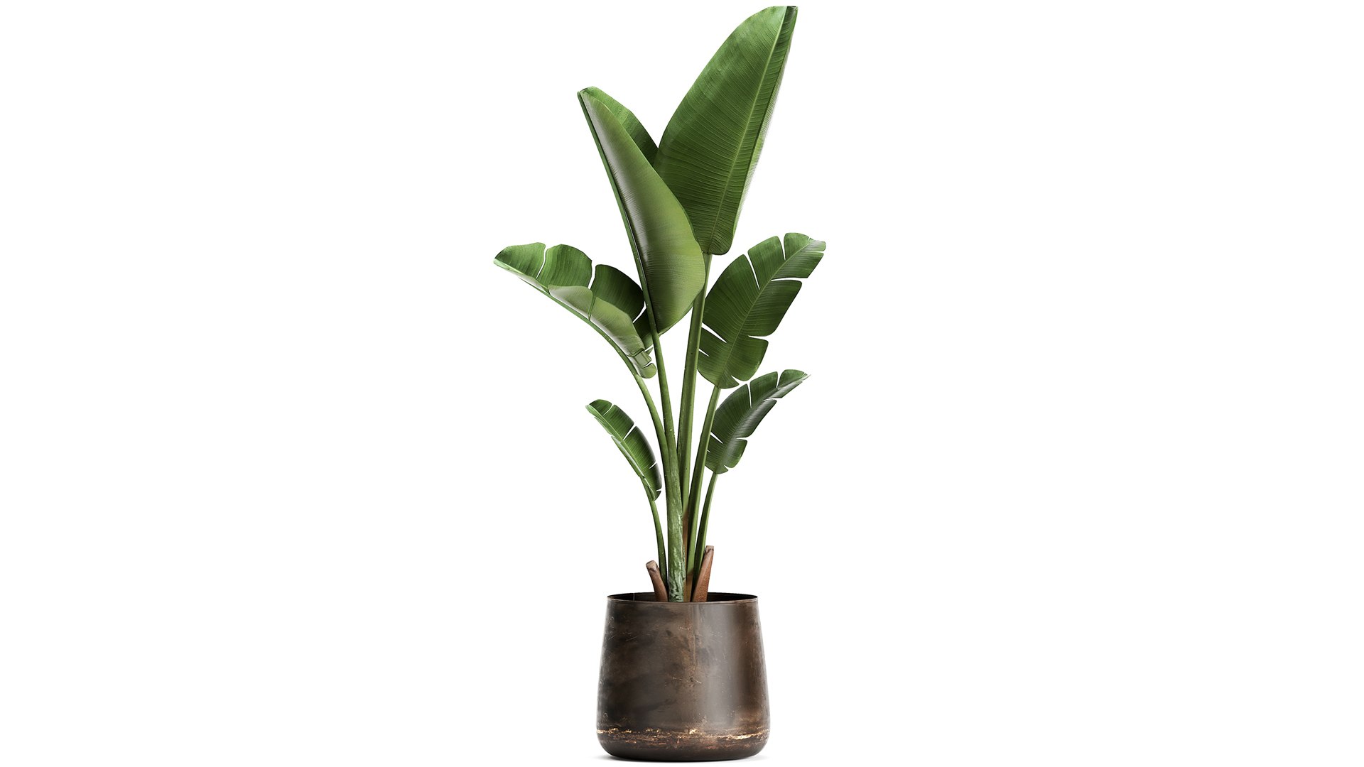 Houseplants in a flowerpot for the interior 949 model https://p.turbosquid.com/ts-thumb/Yr/sjyLkw/RP/1plants2804202104/jpg/1619694966/1920x1080/fit_q87/5738efeef51c827822e90a044a87090c6e5e7e86/1plants2804202104.jpg