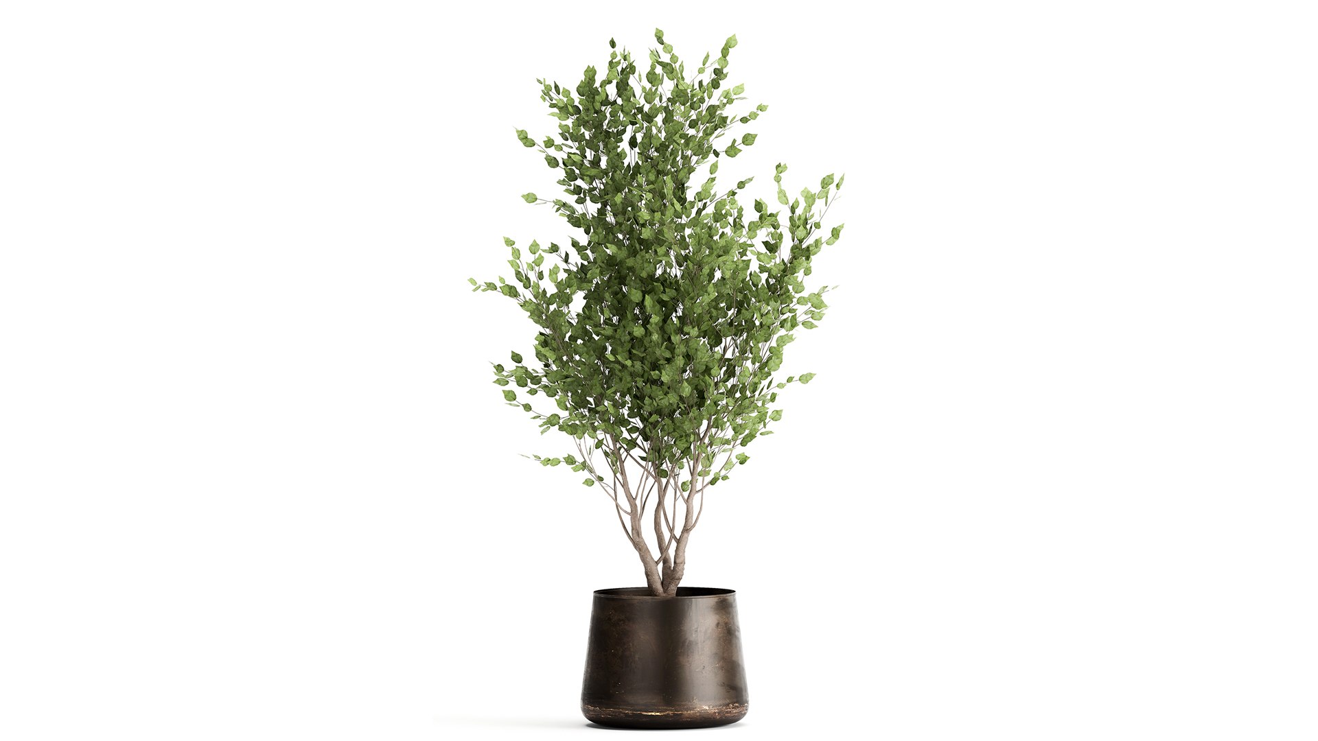 Houseplants in a flowerpot for the interior 949 model https://p.turbosquid.com/ts-thumb/Yr/sjyLkw/pw/1plants2804202102/jpg/1619694972/1920x1080/fit_q87/2aa823e3859f9088443e49e647e43e83e903ff4e/1plants2804202102.jpg