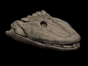 Tiktaalik Skull 3D print model 3D model