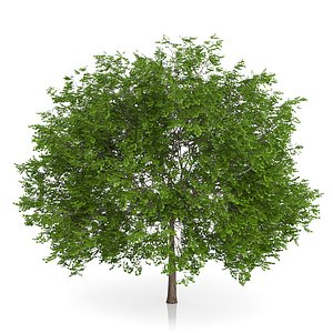 3d maidenhair tree ginkgo biloba