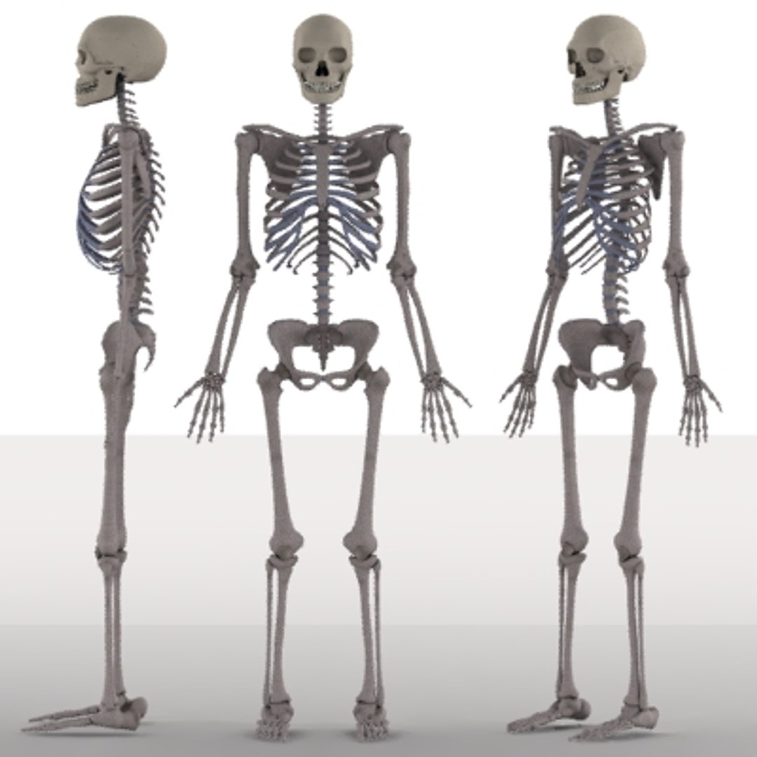 male skeleton 3d model