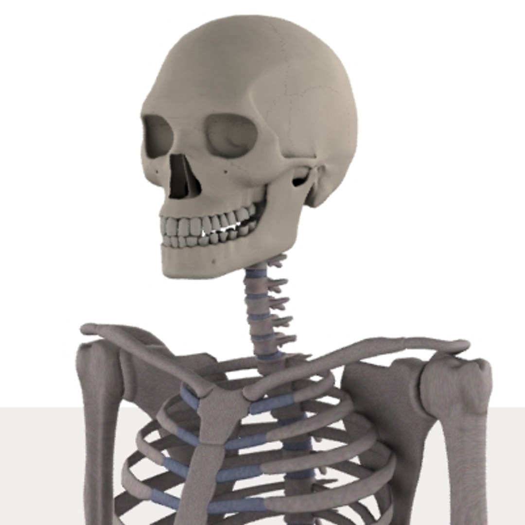 male skeleton 3d model