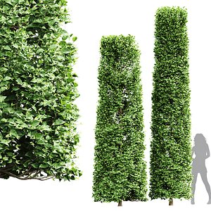 New Tree High detail Carpinus Betulus Broadleaf Cigarette 3D model
