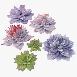 Echeveria