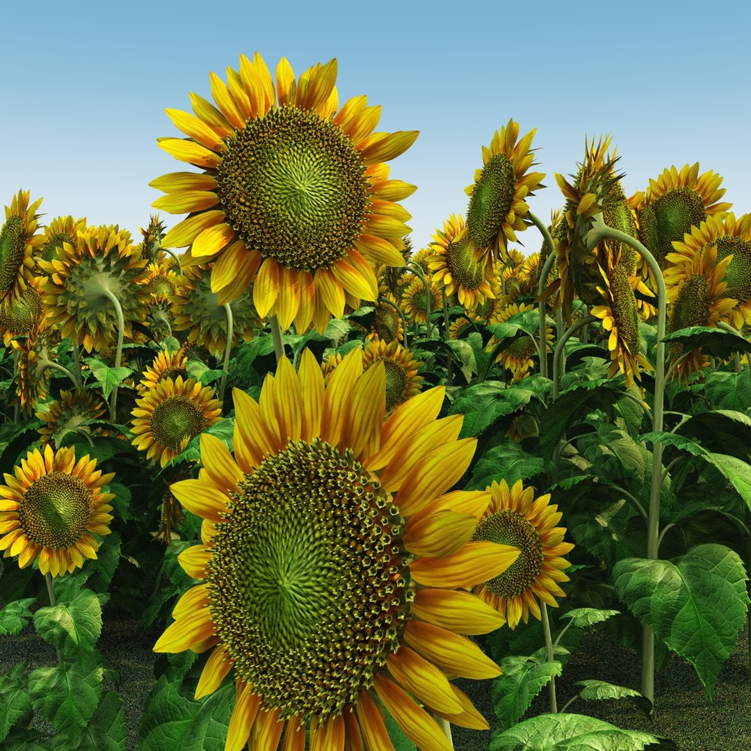sunflower helianthus plants 3d model https://p.turbosquid.com/ts-thumb/Ys/YNNjGl/AMYp9bgS/render5/jpg/1436459832/1920x1080/fit_q87/58f4a3e144fabc3f9795a65ef555fc8262c5cdab/render5.jpg