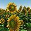 Sonnenblume