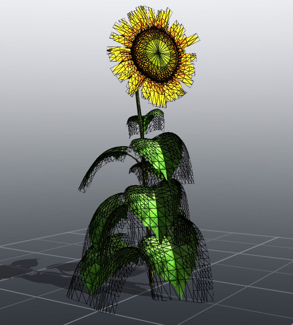 sunflower helianthus plants 3d model https://p.turbosquid.com/ts-thumb/Ys/YNNjGl/BgVOQ1ee/render6/jpg/1436459832/1920x1080/fit_q87/692a4c7423bc3ef5b6d30838ca7fc3e24a17c759/render6.jpg