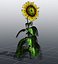 Sonnenblume