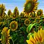 Sonnenblume