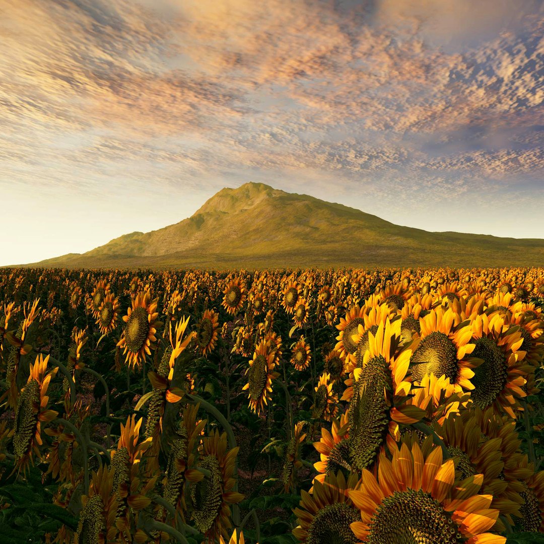 sunflower helianthus plants 3d model https://p.turbosquid.com/ts-thumb/Ys/YNNjGl/JKMZsIyK/render1/jpg/1436459832/1920x1080/fit_q87/64d05aa7af2a2adcb44cc8ebce9ff5b9ed057fa4/render1.jpg