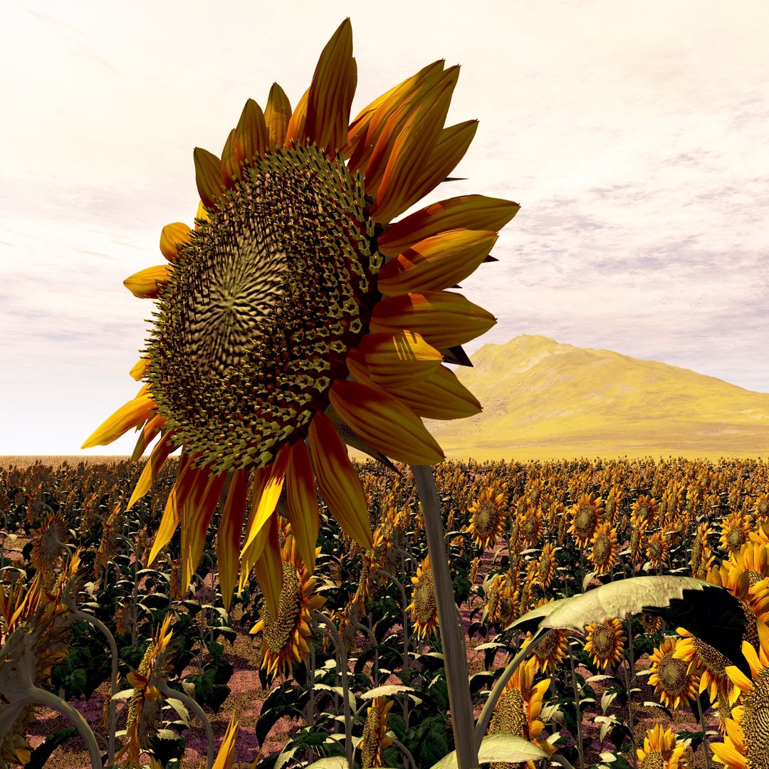 sunflower helianthus plants 3d model https://p.turbosquid.com/ts-thumb/Ys/YNNjGl/KIKbFuqt/render3/jpg/1436459832/1920x1080/fit_q87/6e4b5812b9844a75b5ba765a3012f1786b23f45d/render3.jpg