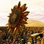 Sonnenblume