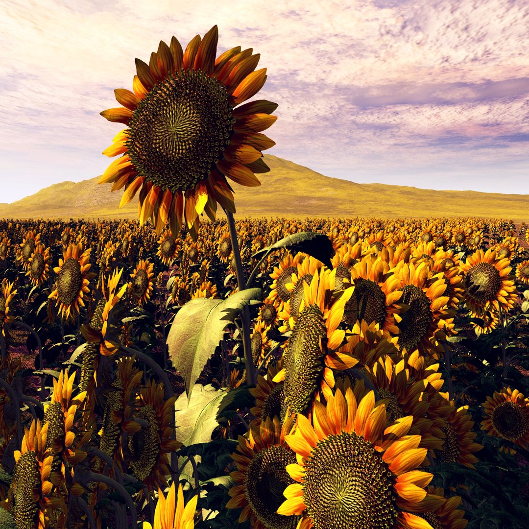 sunflower helianthus plants 3d model https://p.turbosquid.com/ts-thumb/Ys/YNNjGl/d3COBJyw/render4/jpg/1436459832/1920x1080/fit_q87/a9812abdab92d3bafc50abbbef234511077a3844/render4.jpg