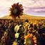 Sonnenblume