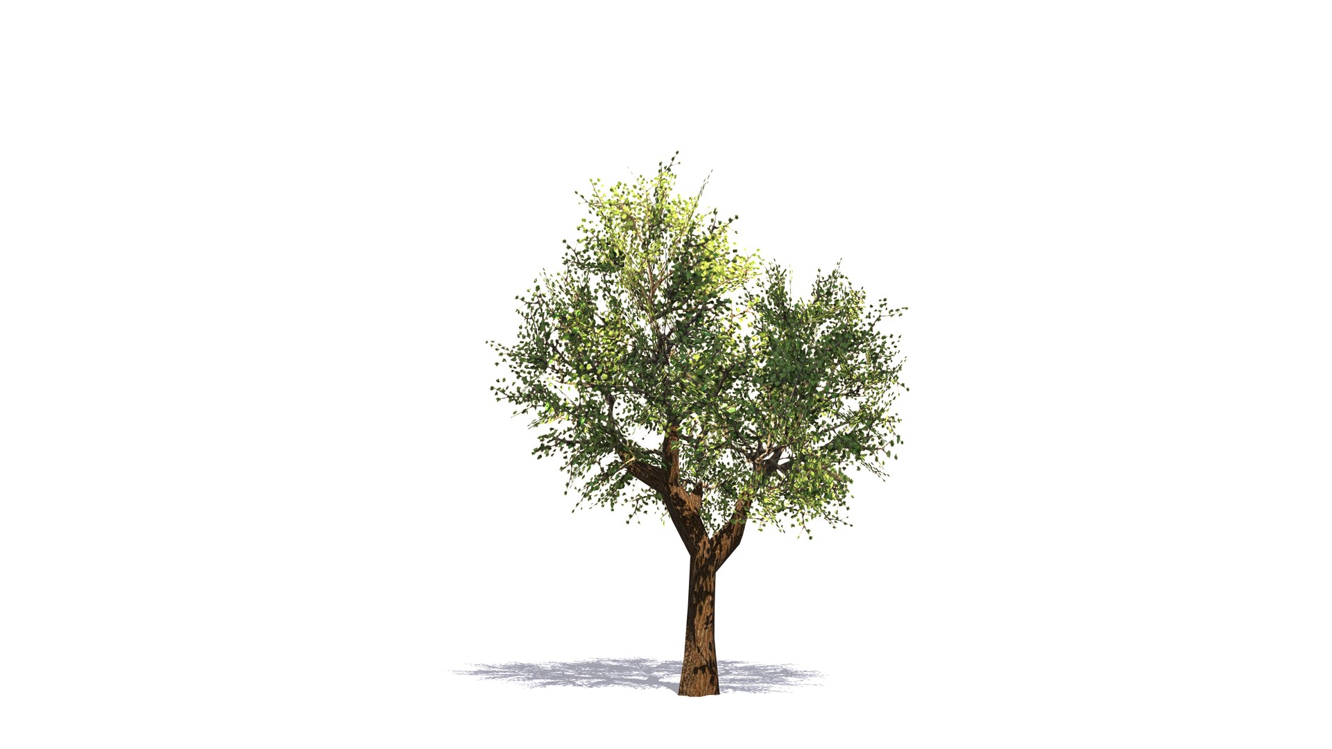 Plant Vegetation Low Poly Game Ready model https://p.turbosquid.com/ts-thumb/Ys/ZMNRio/2W/lowpolytreeasset/jpg/1670695623/1920x1080/fit_q87/590e853366dc84c3f664a16e08c30f872e6504d4/lowpolytreeasset.jpg