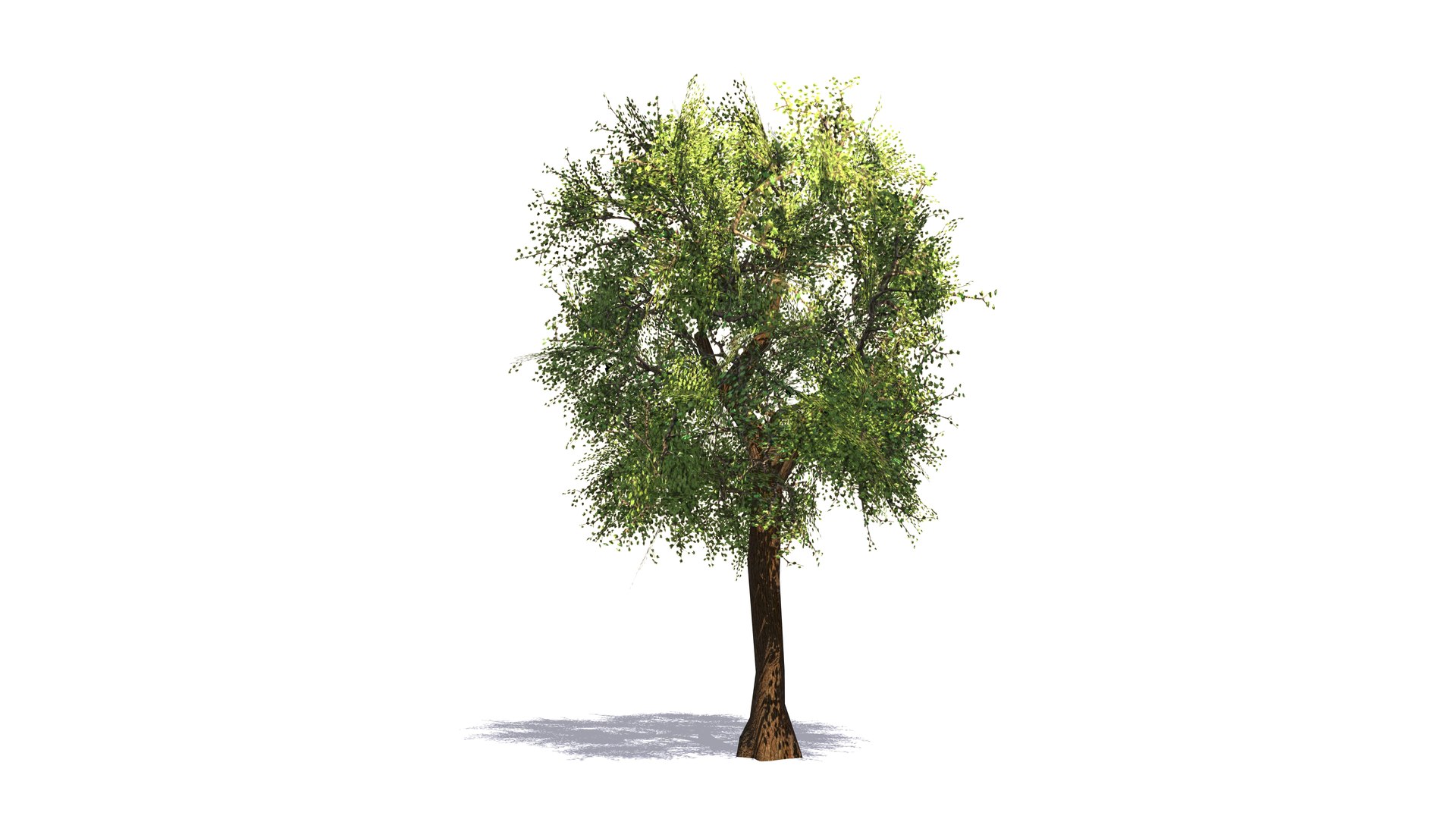 Plant Vegetation Low Poly Game Ready model https://p.turbosquid.com/ts-thumb/Ys/ZMNRio/cF/lowpolygamereadytreeasset/jpg/1670695611/1920x1080/fit_q87/87dda42319f6bd4c2bc2afe564c43172d6d49e97/lowpolygamereadytreeasset.jpg