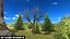 Plant Vegetation Low Poly Game Ready