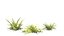 Plant Vegetation Low Poly Game Ready