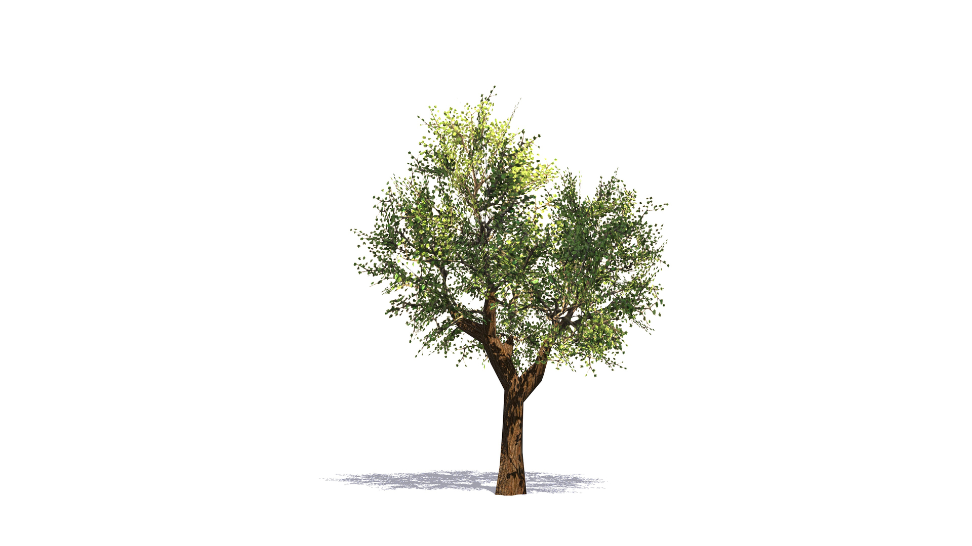 Plant Vegetation Low Poly Game Ready model https://p.turbosquid.com/ts-thumb/Ys/ZMNRio/vk/gamereadytree/jpg/1670705436/1920x1080/turn_fit_q99/59159f3bf468219a69a82b0fa7f8654a2393ee0e/gamereadytree-1.jpg