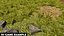Plant Vegetation Low Poly Game Ready