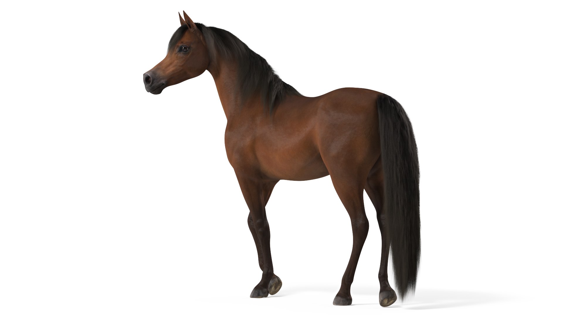 Arabian Horse Brown Stand Pose Fur 3D model preview
