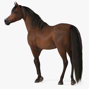 Arabian Horse Brown Stand Pose Fur