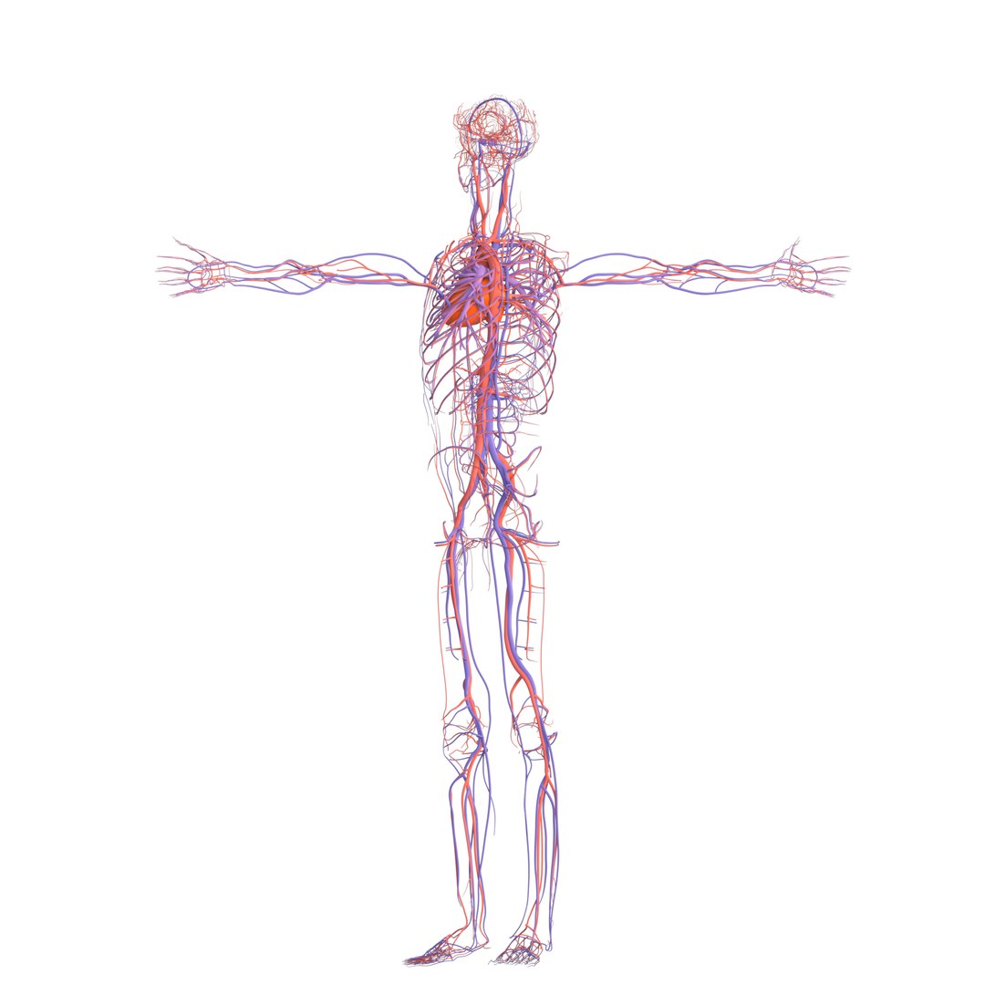 3D male human body vascular system model - TurboSquid 2179655