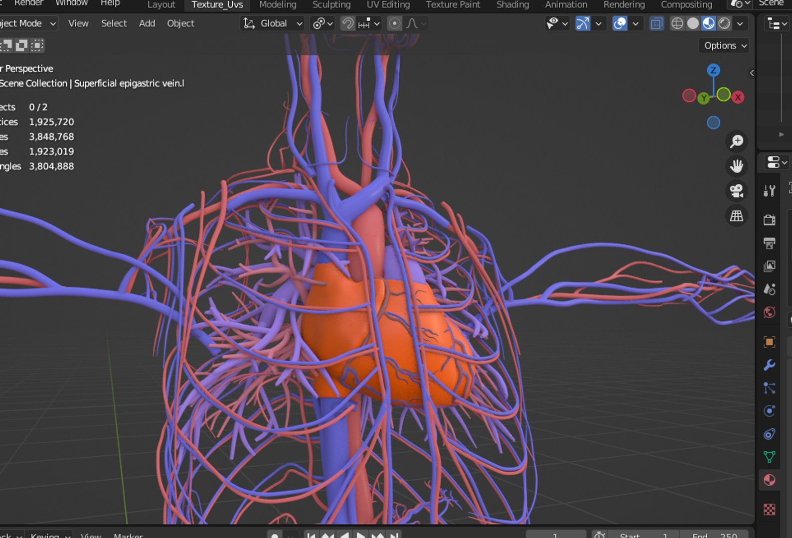 3D male human body vascular system model - TurboSquid 2179655