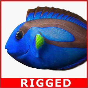 rigged regal blue tang 3d model