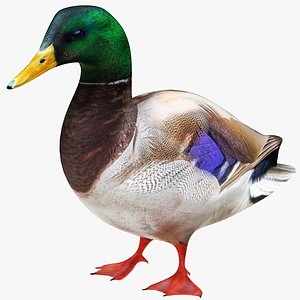 3D Mandarin Duck Green