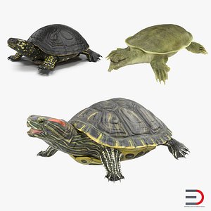 turtles 3 modeled pond 3d model