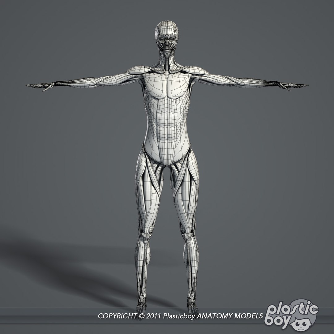 3D rigged female body muscular https://p.turbosquid.com/ts-thumb/Yt/IPg1RM/0l5tYlNs/female_skeletal_muscles_01_wf/jpg/1539587359/1920x1080/fit_q87/ed9c72dd7c1b24876064cc213d9086f118c35a8c/female_skeletal_muscles_01_wf.jpg