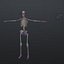 MAYA RIGGED Female Body, Muscular & Skeletal Systems Anatomy 3D Model