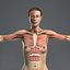 MAYA RIGGED Female Body, Muscular & Skeletal Systems Anatomy 3D Model
