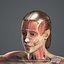 MAYA RIGGED Female Body, Muscular & Skeletal Systems Anatomy 3D Model