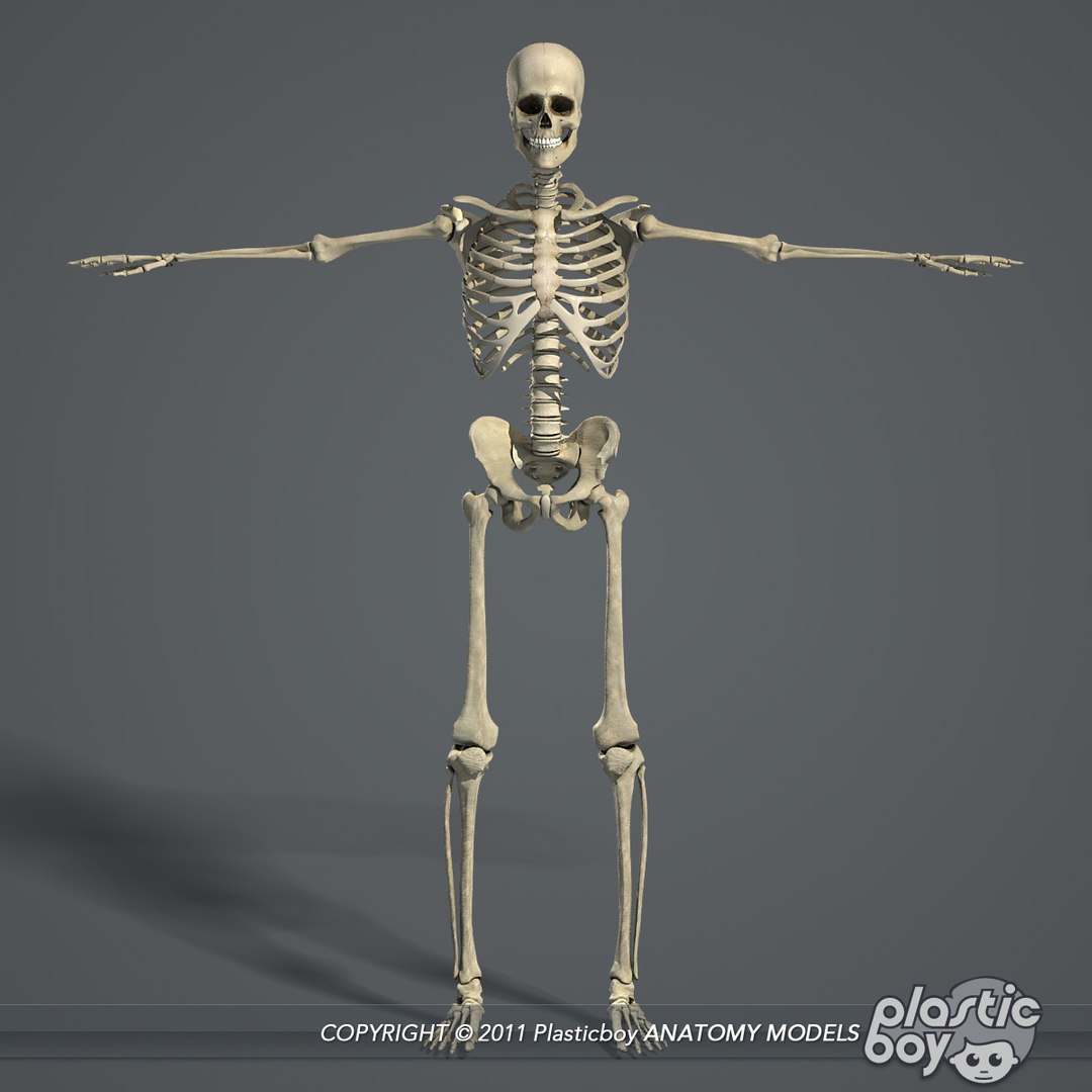 3D rigged female body muscular https://p.turbosquid.com/ts-thumb/Yt/IPg1RM/iH4onxWw/skeleton_00/jpg/1538573555/1920x1080/fit_q87/24a7b7d41ec1997009368fdc6d4937d94251c5e8/skeleton_00.jpg