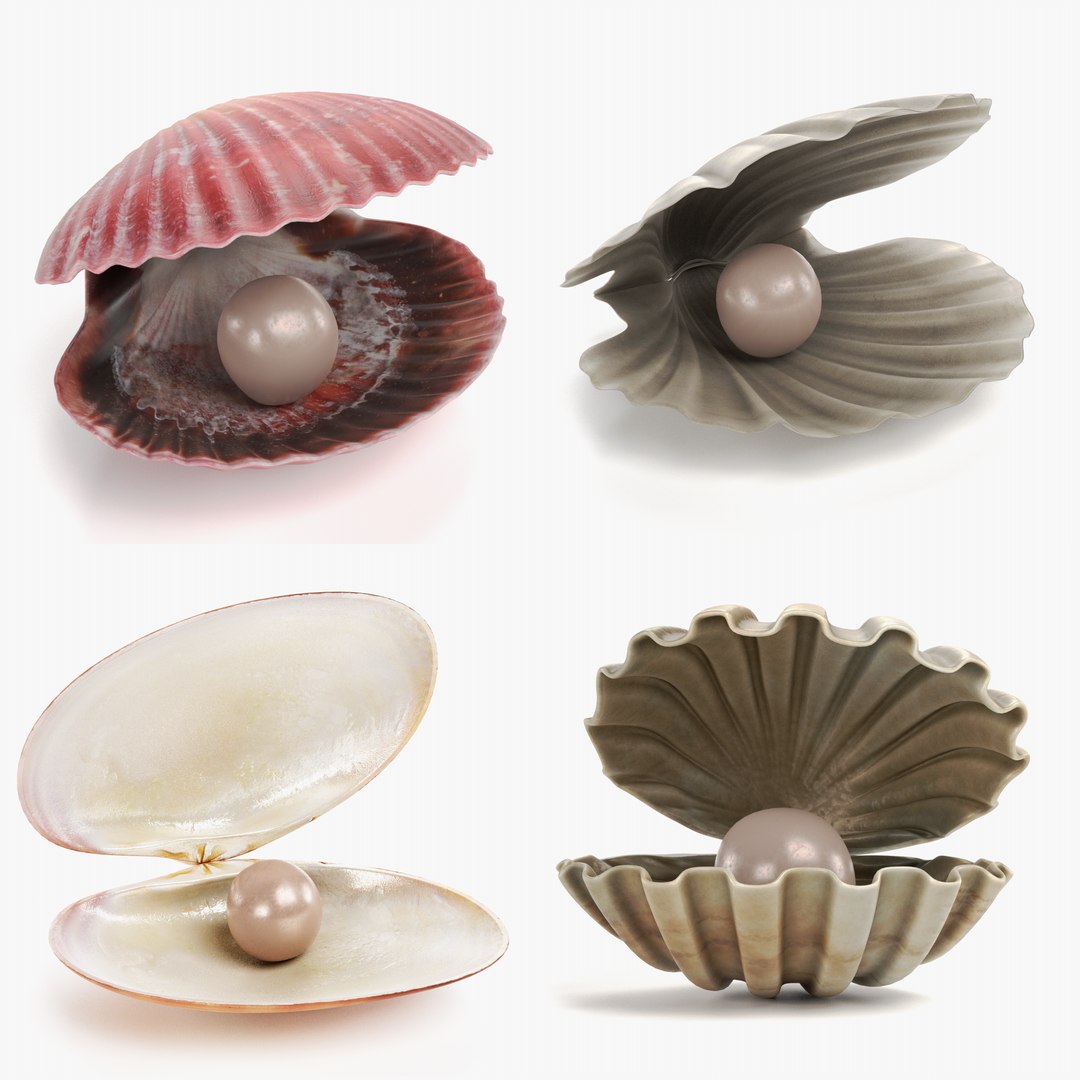 3D Clams with Pearls https://p.turbosquid.com/ts-thumb/Yt/J0XSQD/UF/clamwithpearls/png/1708695912/1920x1080/fit_q87/2cbf33897b677867cf6bfd364a5a8f1774cec72b/clamwithpearls.jpg