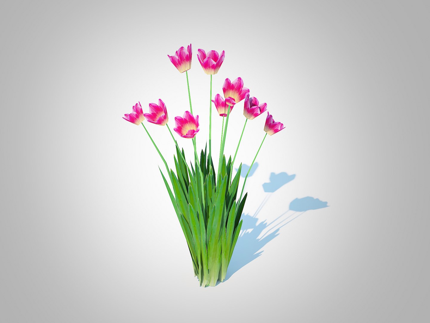 Tulipa - tulipsPink 3D model https://p.turbosquid.com/ts-thumb/Yt/MsbS2n/ip/1/jpg/1732949783/1920x1080/fit_q87/fda0a70db9a84463c29ebcbe517a8d55b95b5045/1.jpg