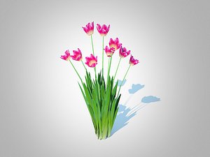 Tulipa - tulipsPink 3D model