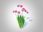 Tulipa - tulipsPink 3D model