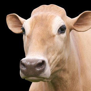 Jersey Cow 3D model