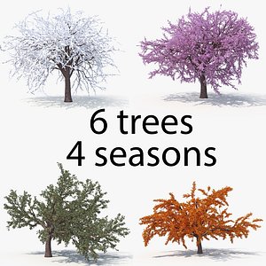 Cherry All Seasons Pack
