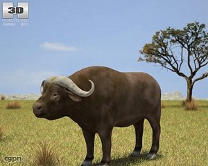 3d model buffalo african syncerus