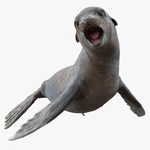 sea lion wet rigged 3D