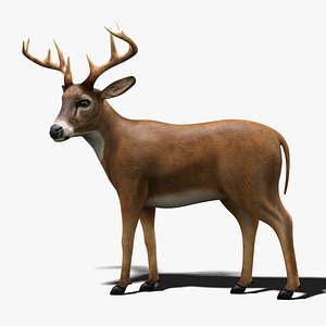 3D deer rigged
